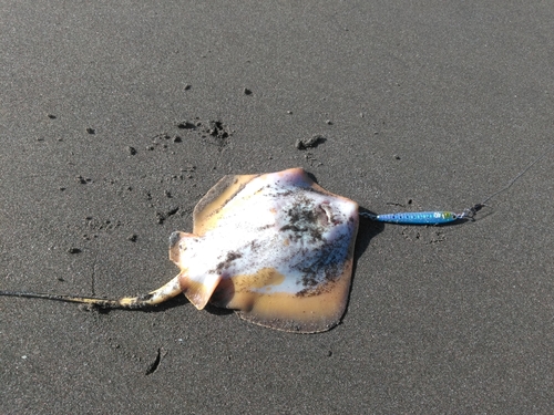 アカエイの釣果