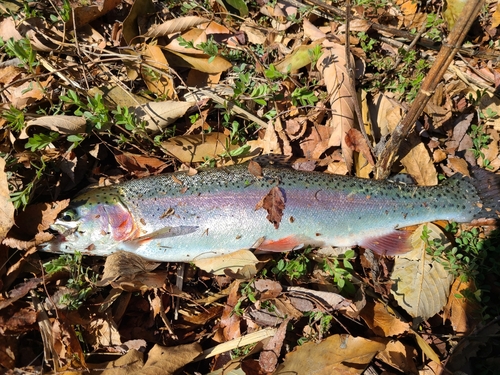 ニジマスの釣果