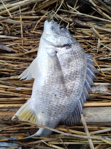 キビレの釣果