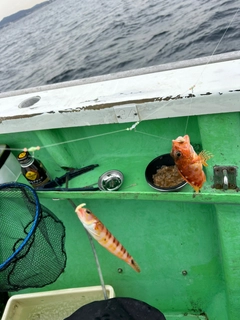 アヤメカサゴの釣果