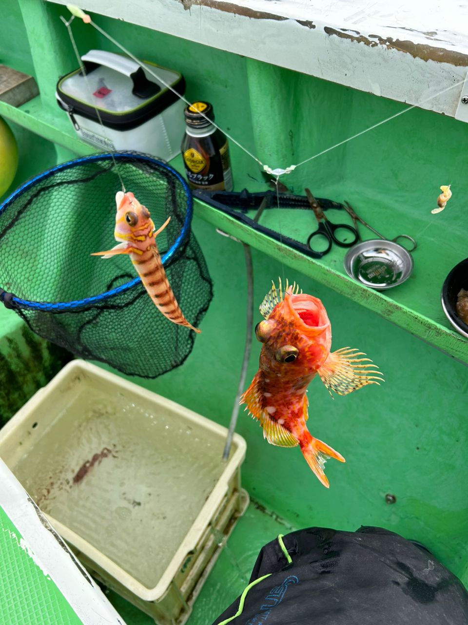 きンちゃンさんの釣果 2枚目の画像