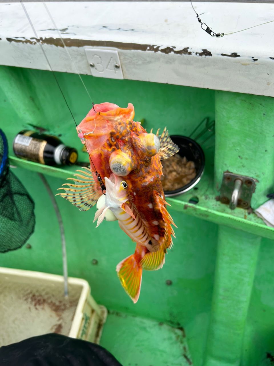 きンちゃンさんの釣果 3枚目の画像