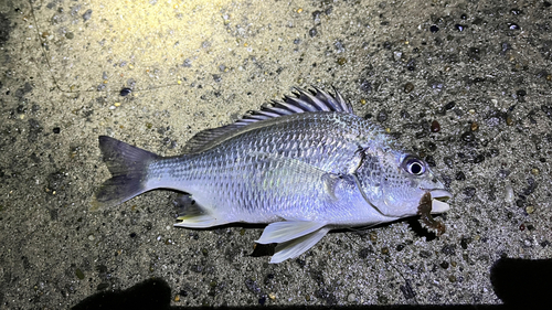 キビレの釣果