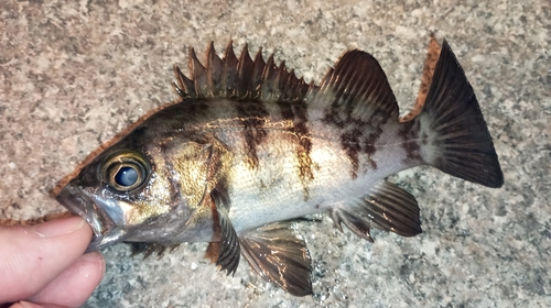 メバルの釣果