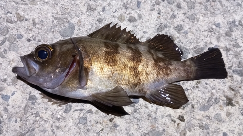 メバルの釣果