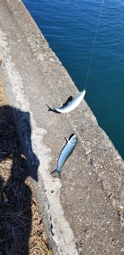 カタボシイワシの釣果