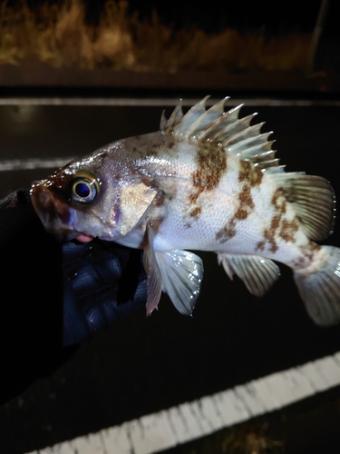 メバルの釣果