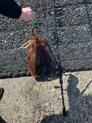 モンゴウイカの釣果