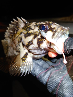 オウゴンムラソイの釣果