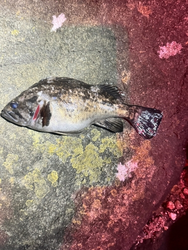 クロソイの釣果