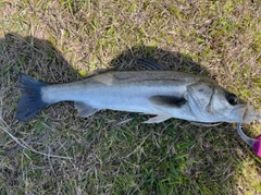 フッコ（マルスズキ）の釣果