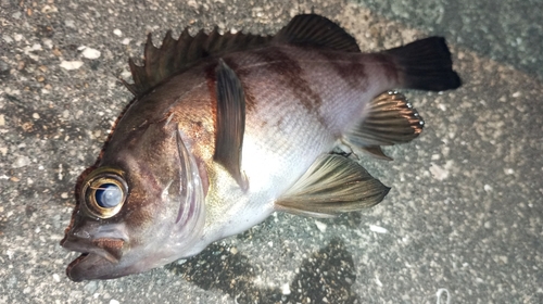 メバルの釣果