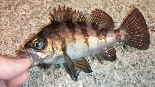 メバルの釣果