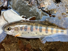 ヤマメの釣果