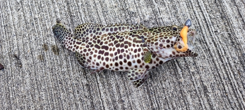 カンモンハタの釣果