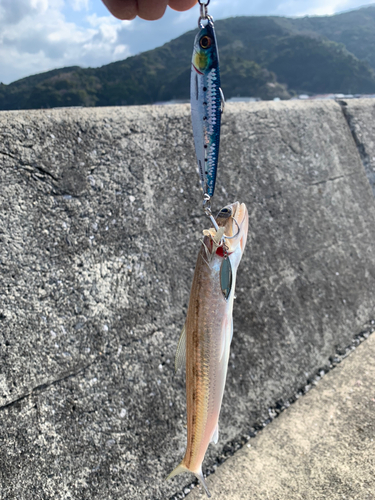 エソの釣果