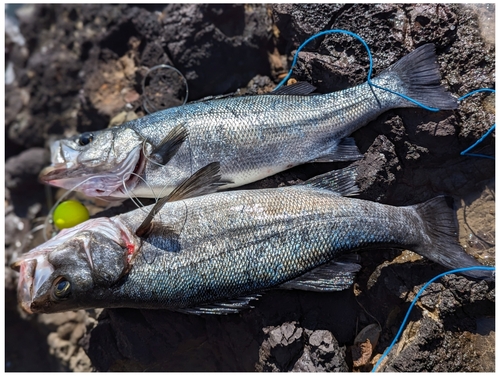 ヒラスズキの釣果