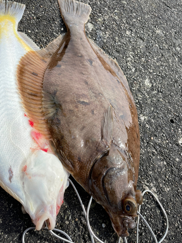 マガレイの釣果