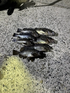 メバルの釣果