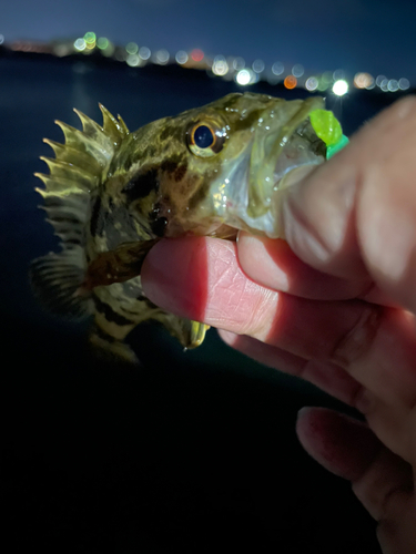 タケノコメバルの釣果