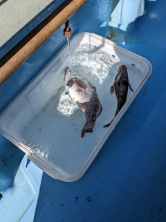 マハタの釣果