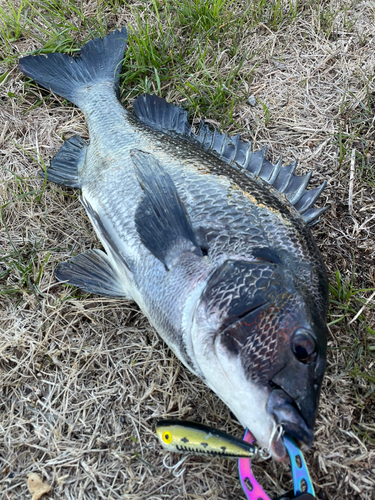 チヌの釣果