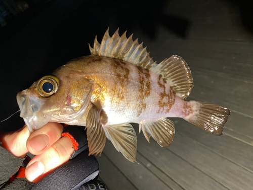 メバルの釣果