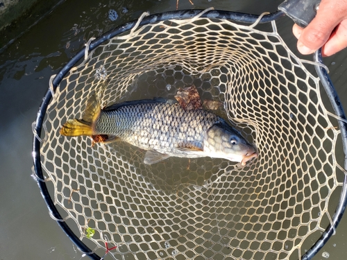 コイの釣果