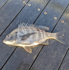 クロダイの釣果