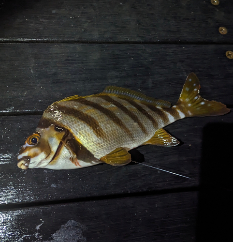 タカノハダイの釣果