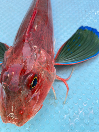 ホウボウの釣果