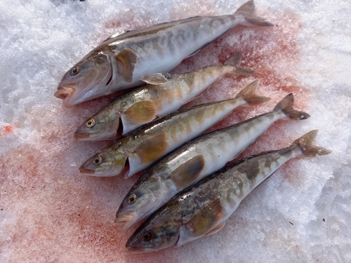 ホッケの釣果