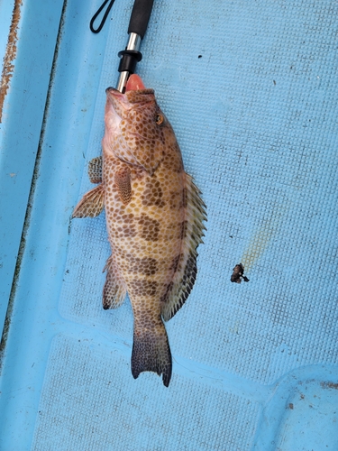 オオモンハタの釣果