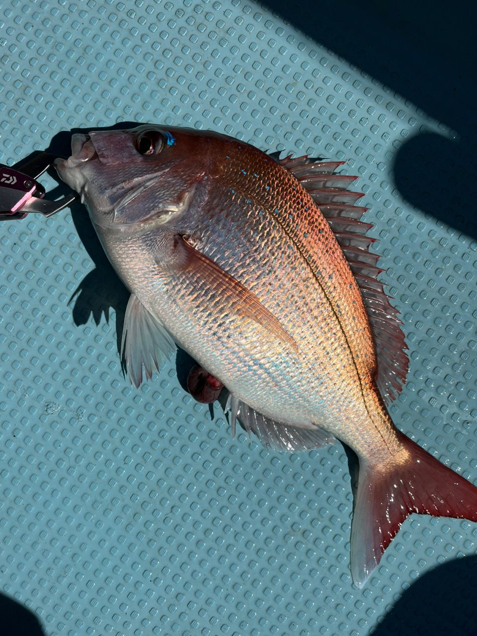 おんな🎣GZさんの釣果 2枚目の画像