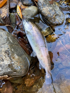 ヤマメの釣果