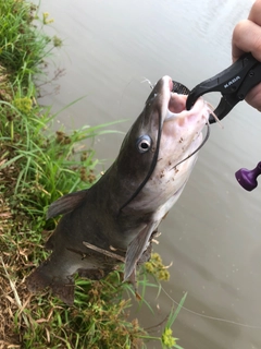 アメリカナマズの釣果