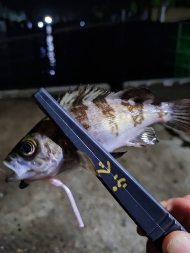 クロメバルの釣果