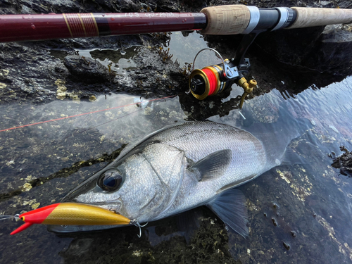 ヒラスズキの釣果