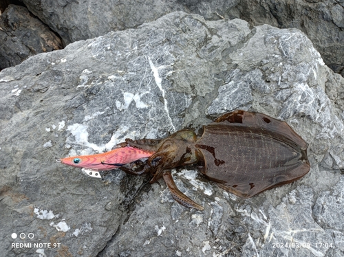 アオリイカの釣果