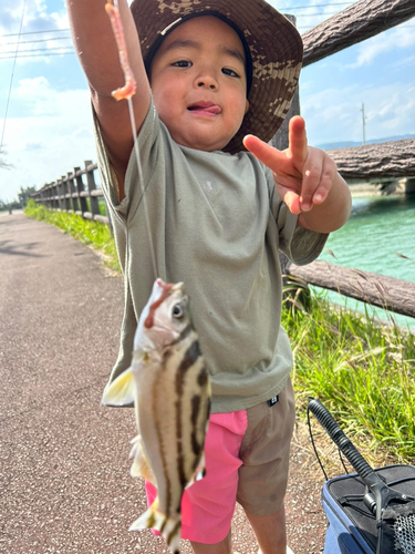 コトヒキの釣果