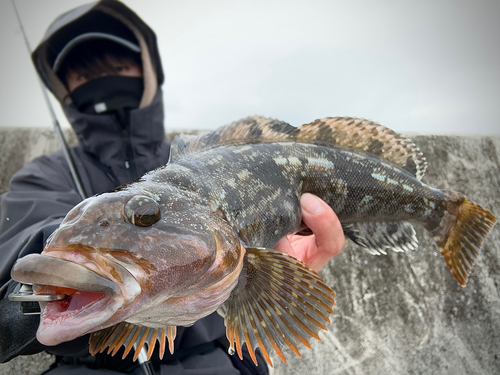 アイナメの釣果