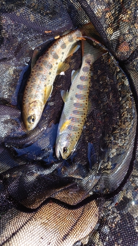 アマゴの釣果