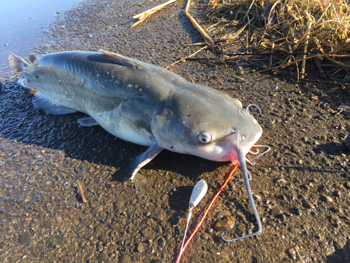 アメリカナマズの釣果