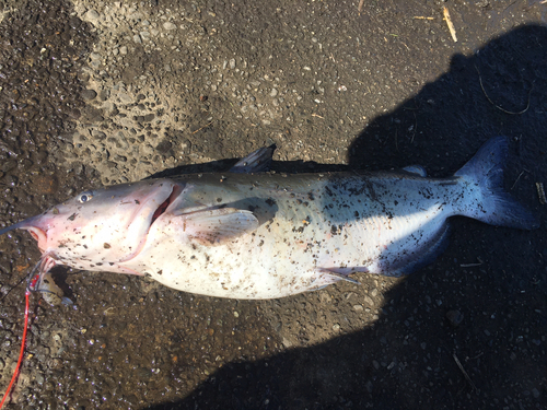 アメリカナマズの釣果