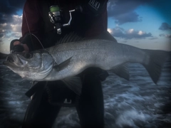 ヒラスズキの釣果