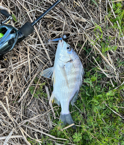 キビレの釣果