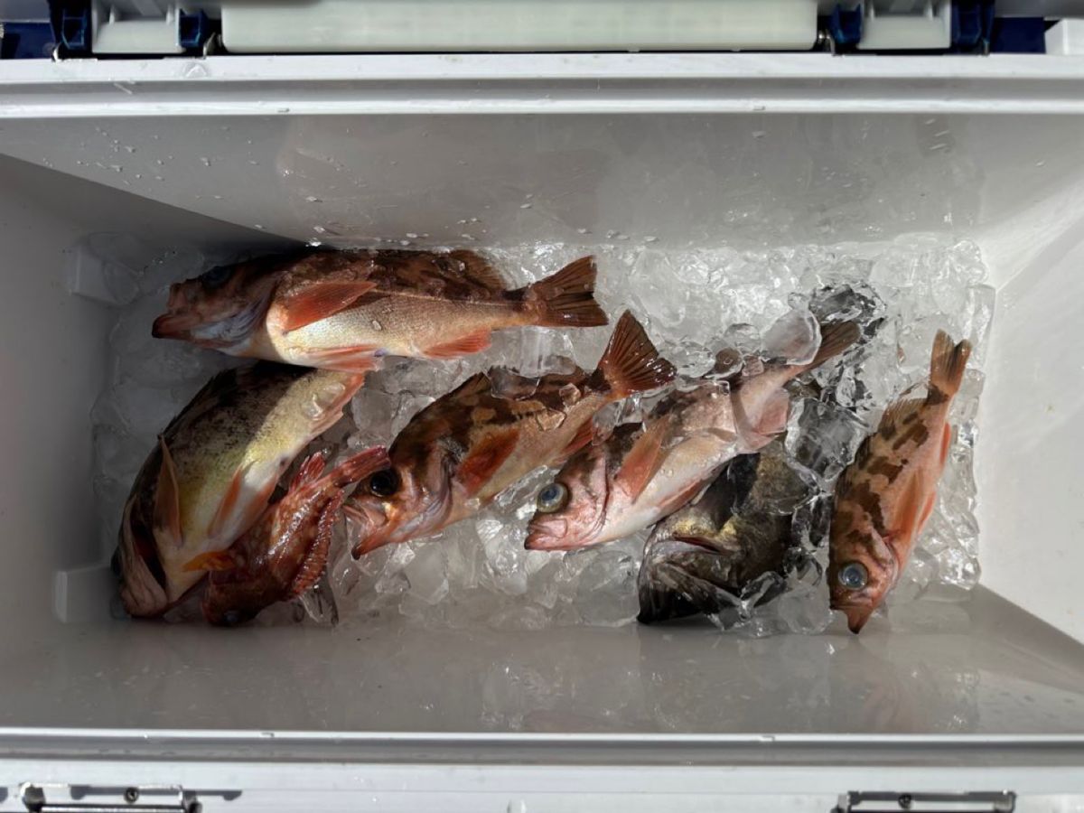 ☆沙乃○☆さんの釣果 2枚目の画像