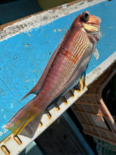 アマダイの釣果