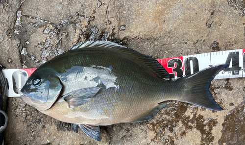 メジナの釣果