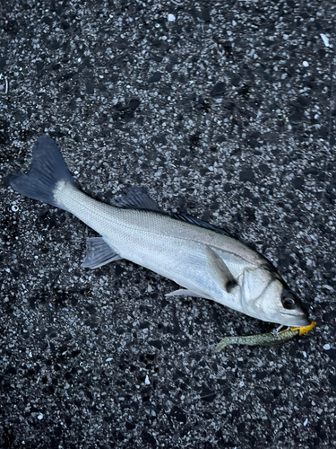 スズキの釣果